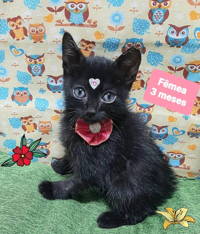 Gato raça SRD-ViraLata idade 2 a 6 meses nome Cibele 