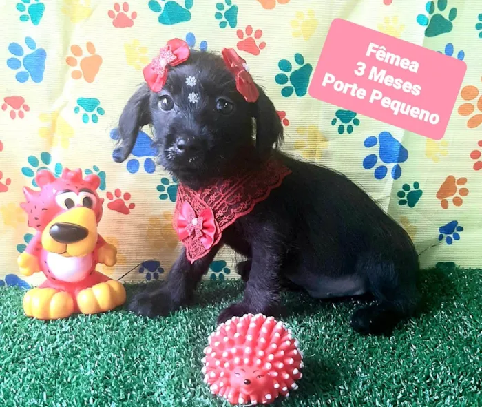 Cachorro raça SRD-ViraLata idade 2 a 6 meses nome Flora