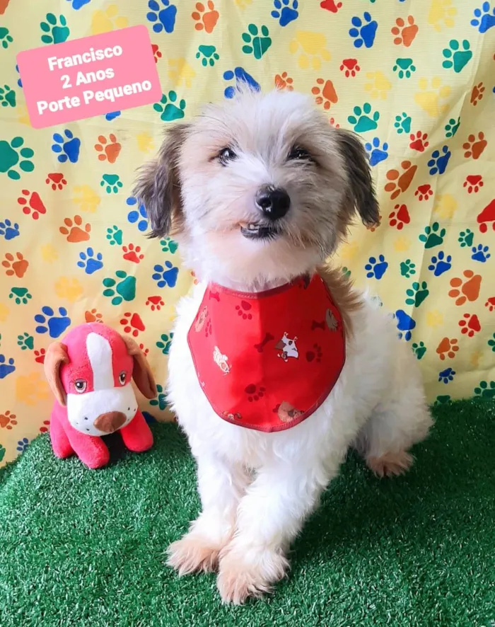 Cachorro raça SRD-ViraLata idade 2 anos nome Francisco 