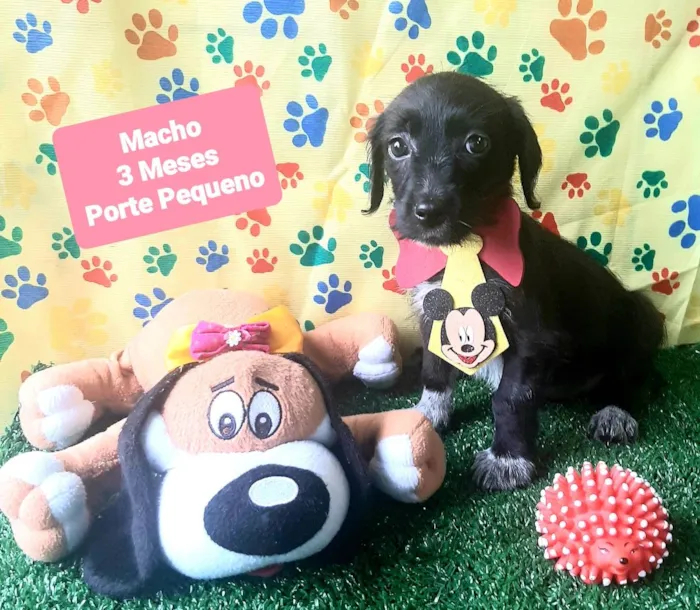 Cachorro raça SRD-ViraLata idade 2 a 6 meses nome Dinho