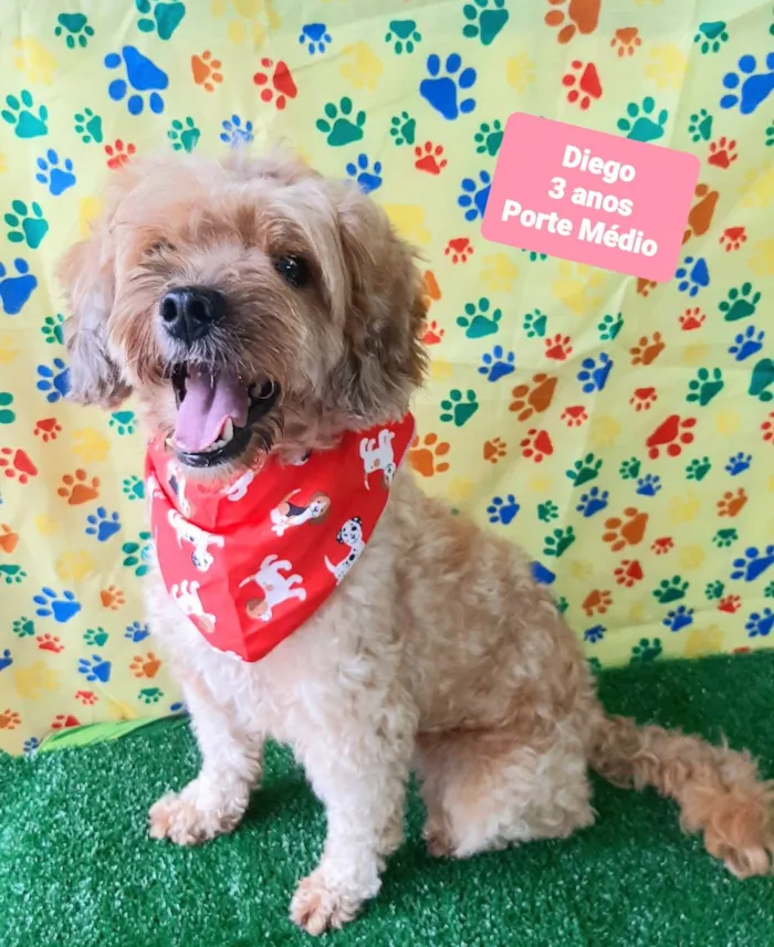 Cachorro raça SRD-ViraLata idade 3 anos nome Diego