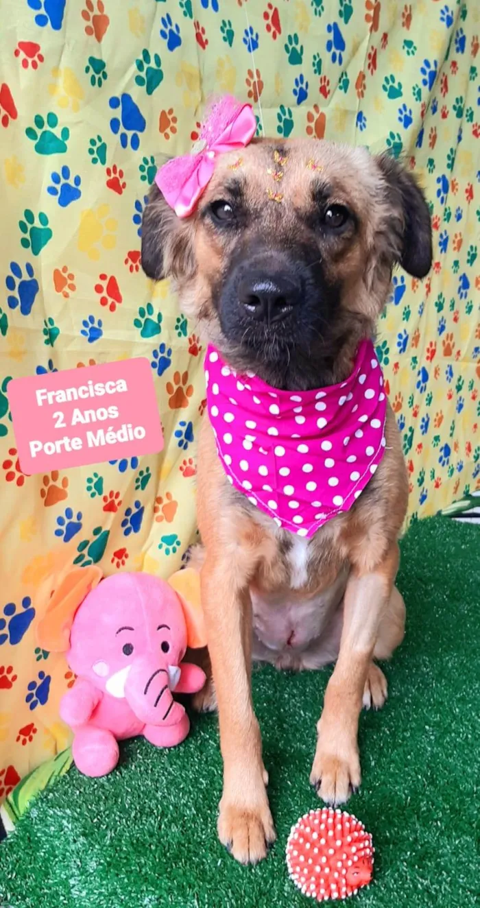 Cachorro raça SRD-ViraLata idade 2 anos nome Francisca