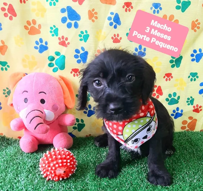 Cachorro raça SRD-ViraLata idade 2 a 6 meses nome Bento