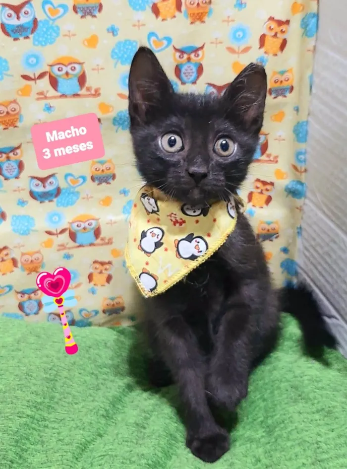 Gato raça SRD-ViraLata idade 2 a 6 meses nome Xis gato