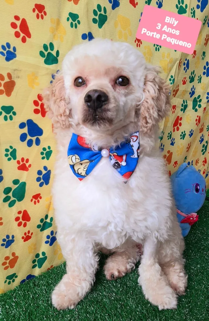 Cachorro raça SRD-ViraLata idade 3 anos nome Bily