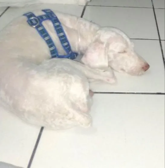 Cachorro ra a Poodle idade 5 anos nome Domênico 