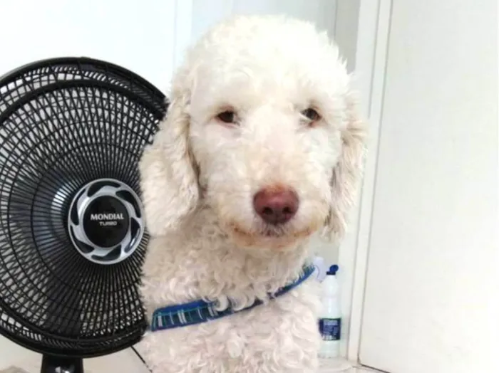 Cachorro ra a Poodle idade 5 anos nome Domênico 