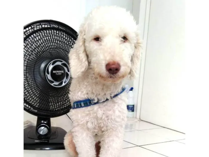 Cachorro ra a Poodle idade 5 anos nome Domênico 