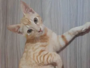 Gato raça SRD-ViraLata idade 2 a 6 meses nome Garfield 