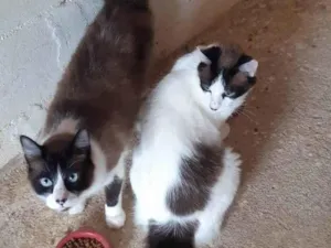 Gato raça Sialatas  idade 2 anos nome Léo e Lion 