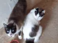 Gato raça Sialatas  idade 2 anos nome Léo e Lion 