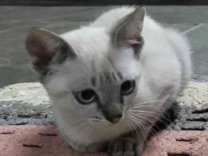 Gato raça Mistura siamês idade 2 a 6 meses nome Sialatas 