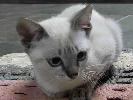 Gato raça Mistura siamês idade 2 a 6 meses nome Sialatas 