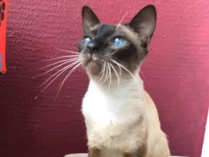 Gato raça Srd idade 7 a 11 meses nome Nina