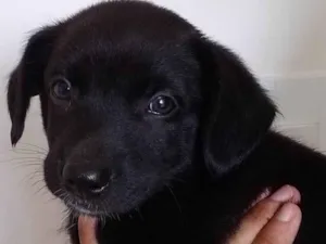 Cachorro raça SRD-ViraLata idade Abaixo de 2 meses nome Kiki