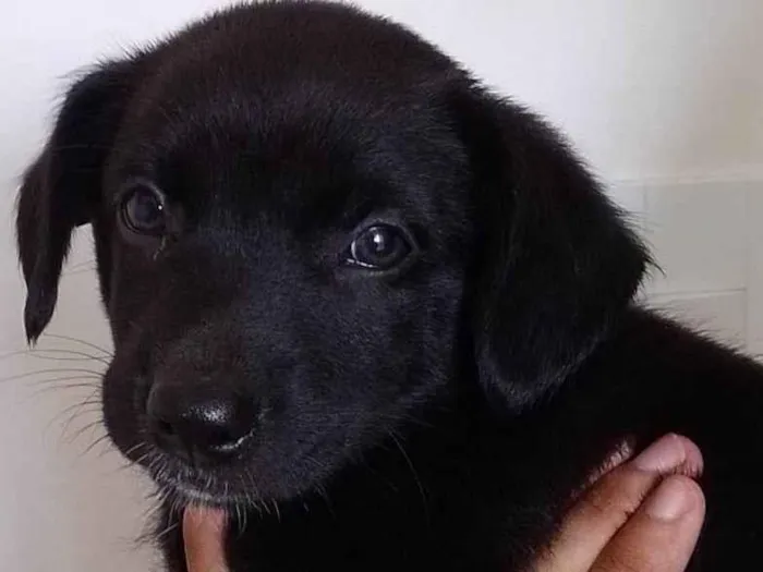 Cachorro ra a SRD-ViraLata idade Abaixo de 2 meses nome Kiki