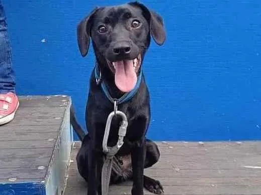 Cachorro raça SRD-ViraLata idade 1 ano nome Madruguinha 