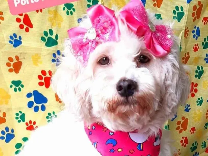 Cachorro raça SRD-ViraLata idade 4 anos nome Bia