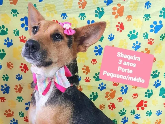 Cachorro raça SRD-ViraLata idade 3 anos nome Shaquira