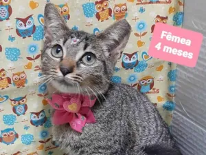 Gato raça SRD-ViraLata idade 2 a 6 meses nome Cindi gata