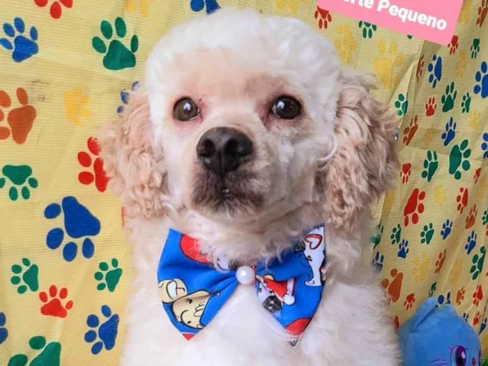 Cachorro raça SRD-ViraLata idade 3 anos nome Bily