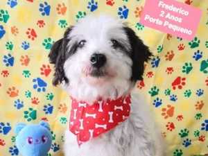 Cachorro raça SRD-ViraLata idade 2 anos nome Frederico 