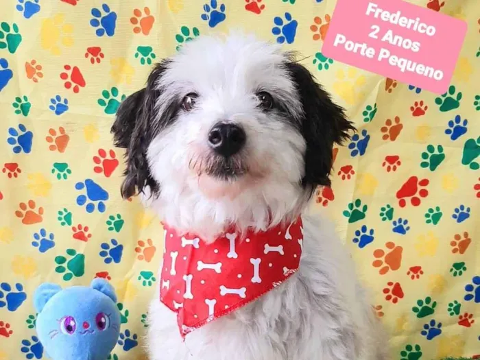 Cachorro raça SRD-ViraLata idade 2 anos nome Frederico 