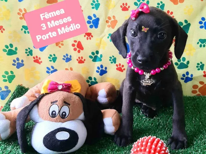 Cachorro raça SRD-ViraLata idade 2 a 6 meses nome Micaela