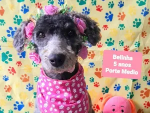 Cachorro raça SRD-ViraLata idade 5 anos nome Belinha 