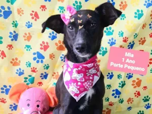 Cachorro raça SRD-ViraLata idade 1 ano nome Mia