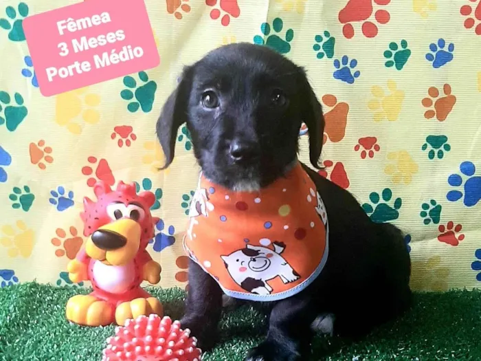 Cachorro raça SRD-ViraLata idade 2 a 6 meses nome Luis