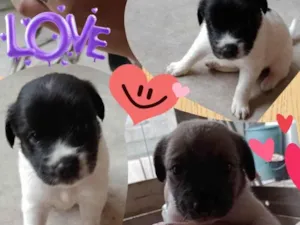 Cachorro raça SRD-ViraLata idade Abaixo de 2 meses nome filhotinhos de 45 dias