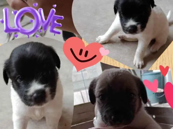 Cachorro ra a SRD-ViraLata idade Abaixo de 2 meses nome filhotinhos de 45 dias