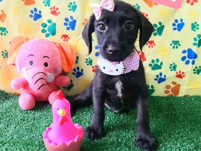 Cachorro raça SRD-ViraLata idade 2 a 6 meses nome Lua 