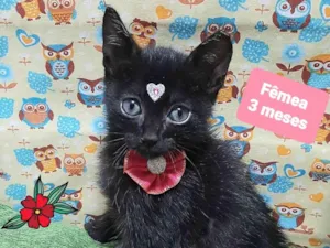 Gato raça SRD-ViraLata idade 2 a 6 meses nome Cibele 