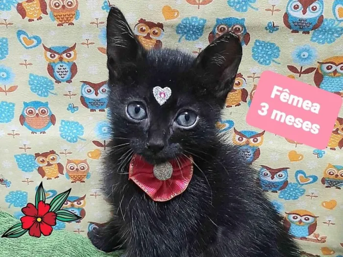 Gato raça SRD-ViraLata idade 2 a 6 meses nome Cibele 