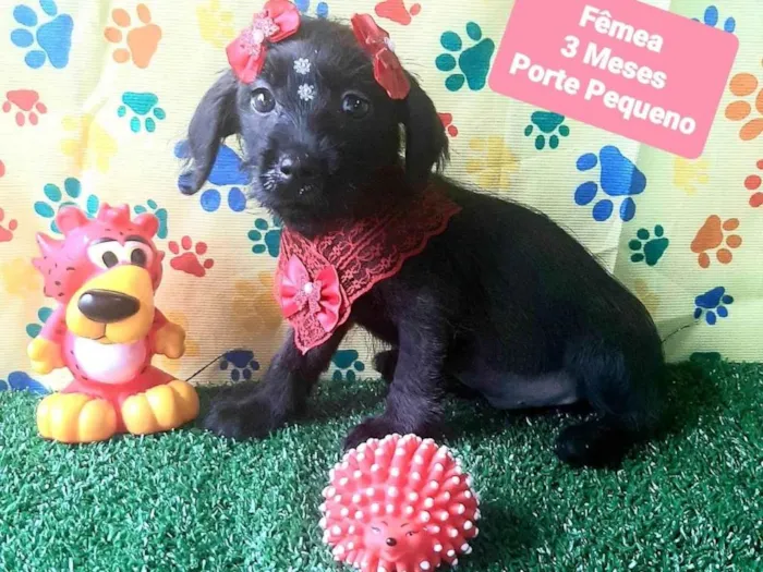 Cachorro raça SRD-ViraLata idade 2 a 6 meses nome Flora