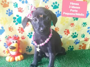Cachorro raça SRD-ViraLata idade 2 a 6 meses nome Ritinha