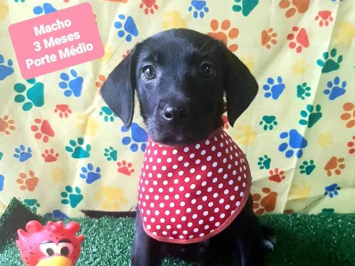 Cachorro raça SRD-ViraLata idade 2 a 6 meses nome Vitinho