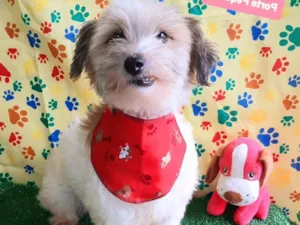 Cachorro raça SRD-ViraLata idade 2 anos nome Francisco 