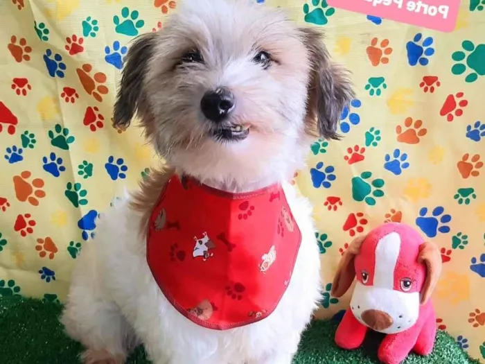 Cachorro raça SRD-ViraLata idade 2 anos nome Francisco 