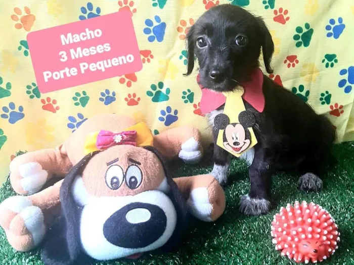 Cachorro raça SRD-ViraLata idade 2 a 6 meses nome Dinho