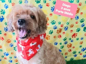 Cachorro raça SRD-ViraLata idade 3 anos nome Diego