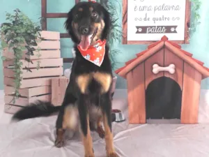 Cachorro raça Vira lata idade 3 anos nome Kyara