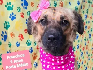 Cachorro raça SRD-ViraLata idade 2 anos nome Francisca