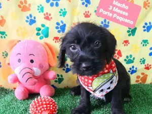 Cachorro raça SRD-ViraLata idade 2 a 6 meses nome Bento