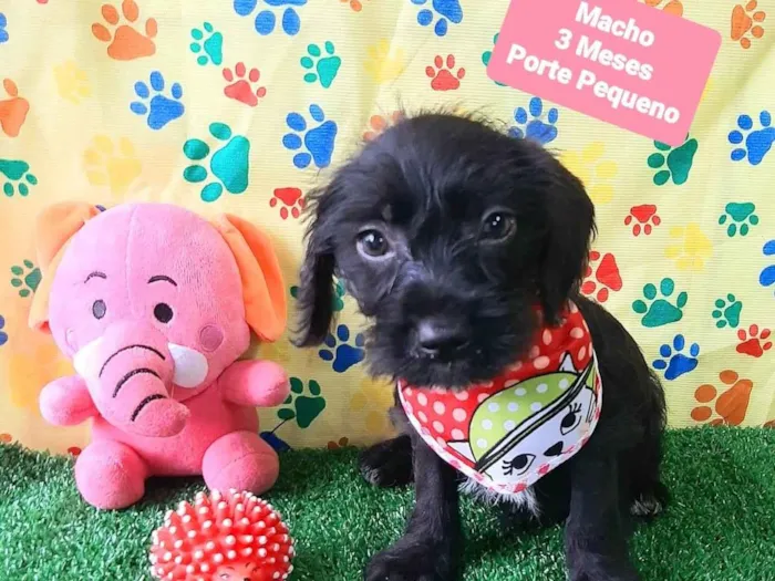 Cachorro raça SRD-ViraLata idade 2 a 6 meses nome Bento