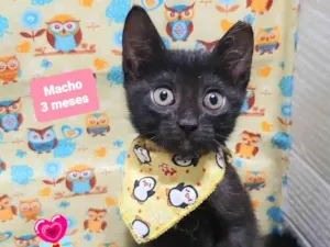 Gato raça SRD-ViraLata idade 2 a 6 meses nome Xis gato