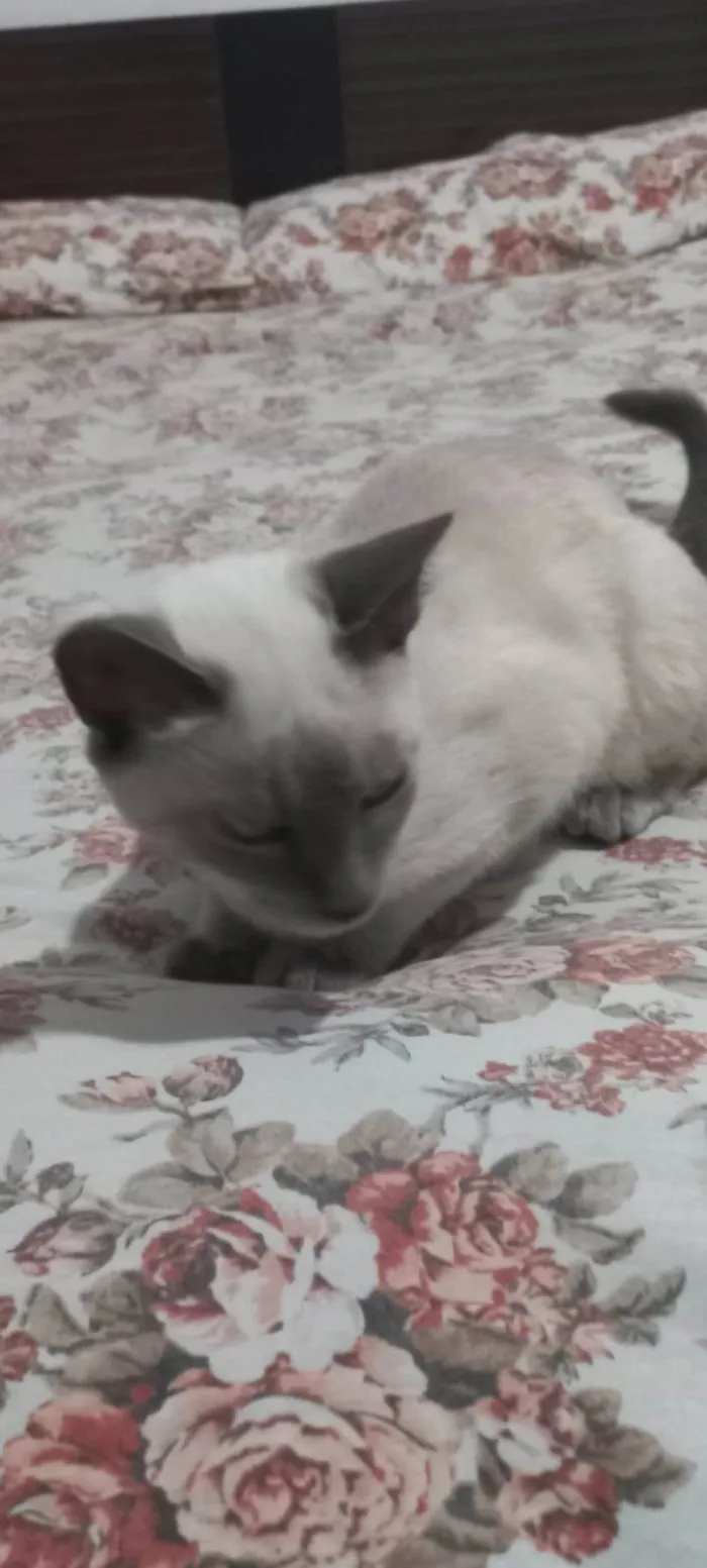 Gato raça Persa  idade 2 a 6 meses nome Jady 