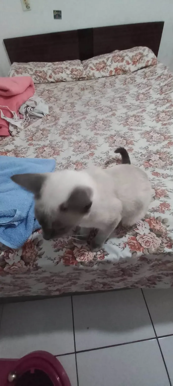 Gato raça Persa  idade 2 a 6 meses nome Jady 